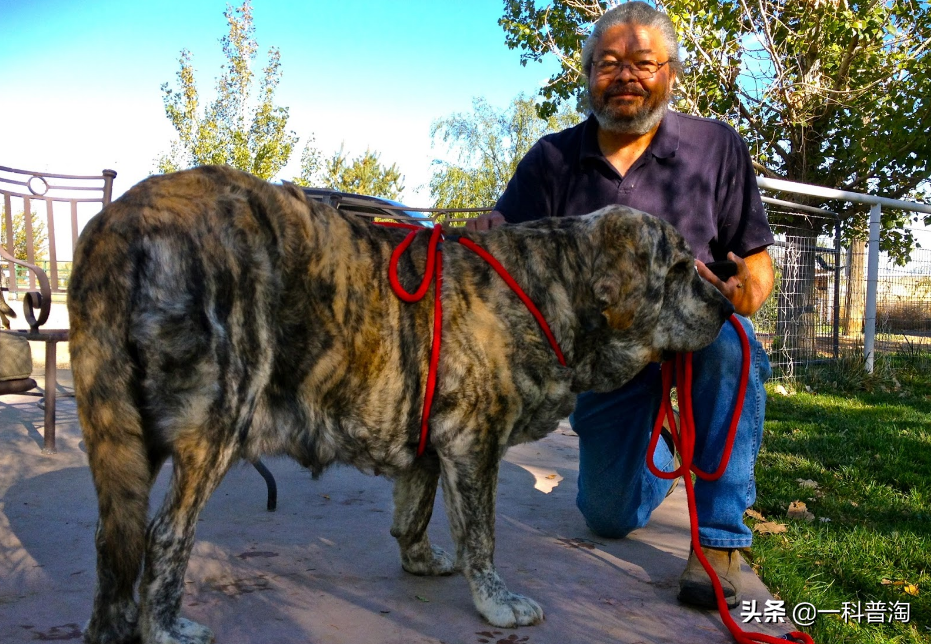 日本土佐犬(世界上最凶猛的十大恶犬，日本土佐上榜，藏獒只能屈居第二)