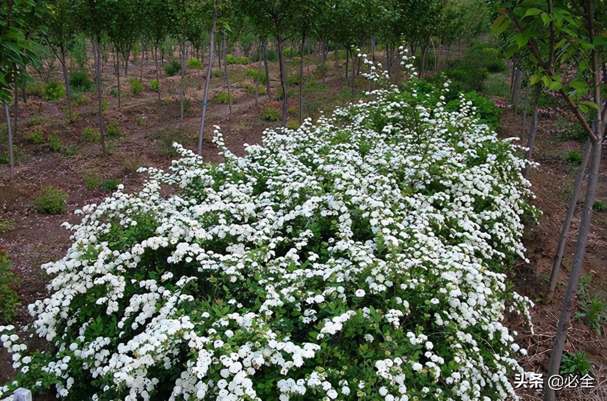 金山绣线菊是什么（常用的地被植物分享给你）