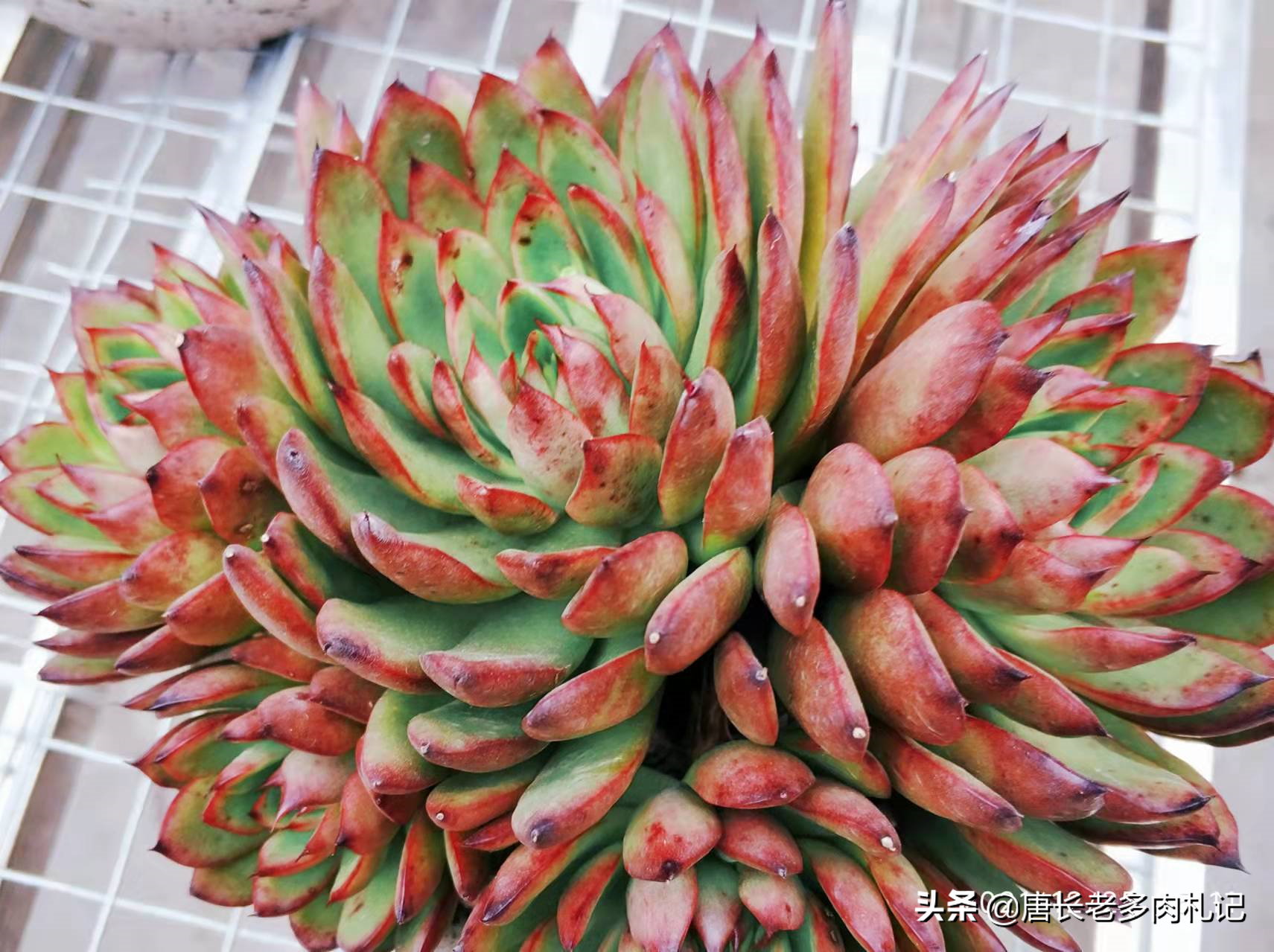 圣诞东云容易群生吗?