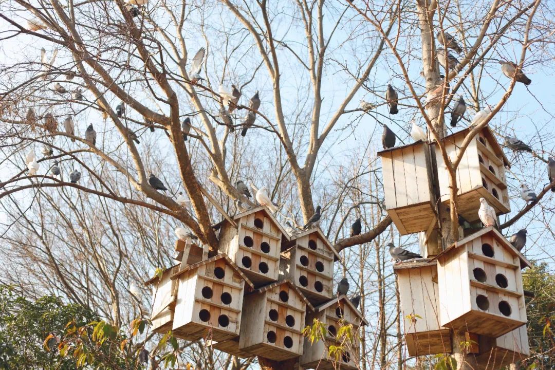 苏州新晋网红艺术街区，不用去法国，就能遇见卢浮宫！周末走起