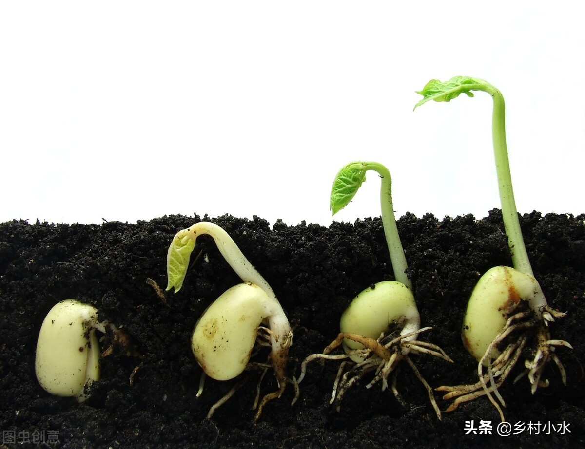 1,打破种子的休眠期复硝酚钠具有打破种子休眠期,促进种子发芽的作用