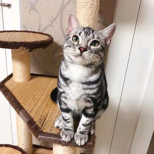 狸花猫和虎斑猫的区别（介绍狸花猫和美短猫的本质差别）