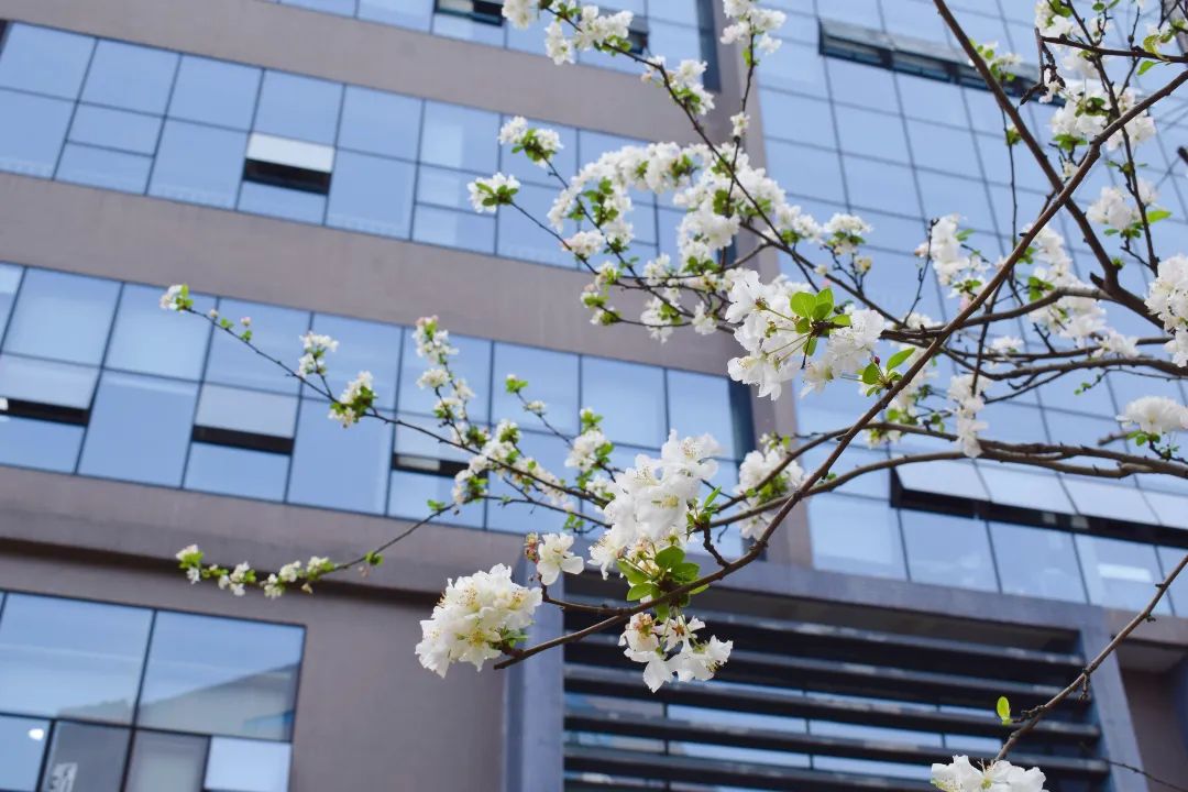 "悦"享春光，花香满"湖"！悦湖园区的花都开好啦，打卡走起！