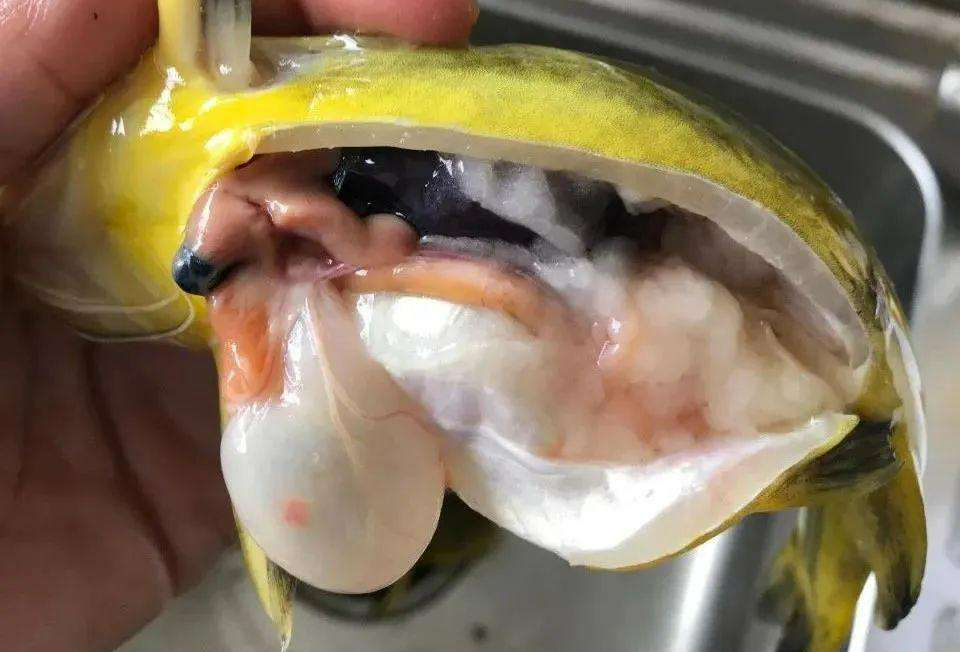 黄骨鱼肠炎腹水用什么药根治