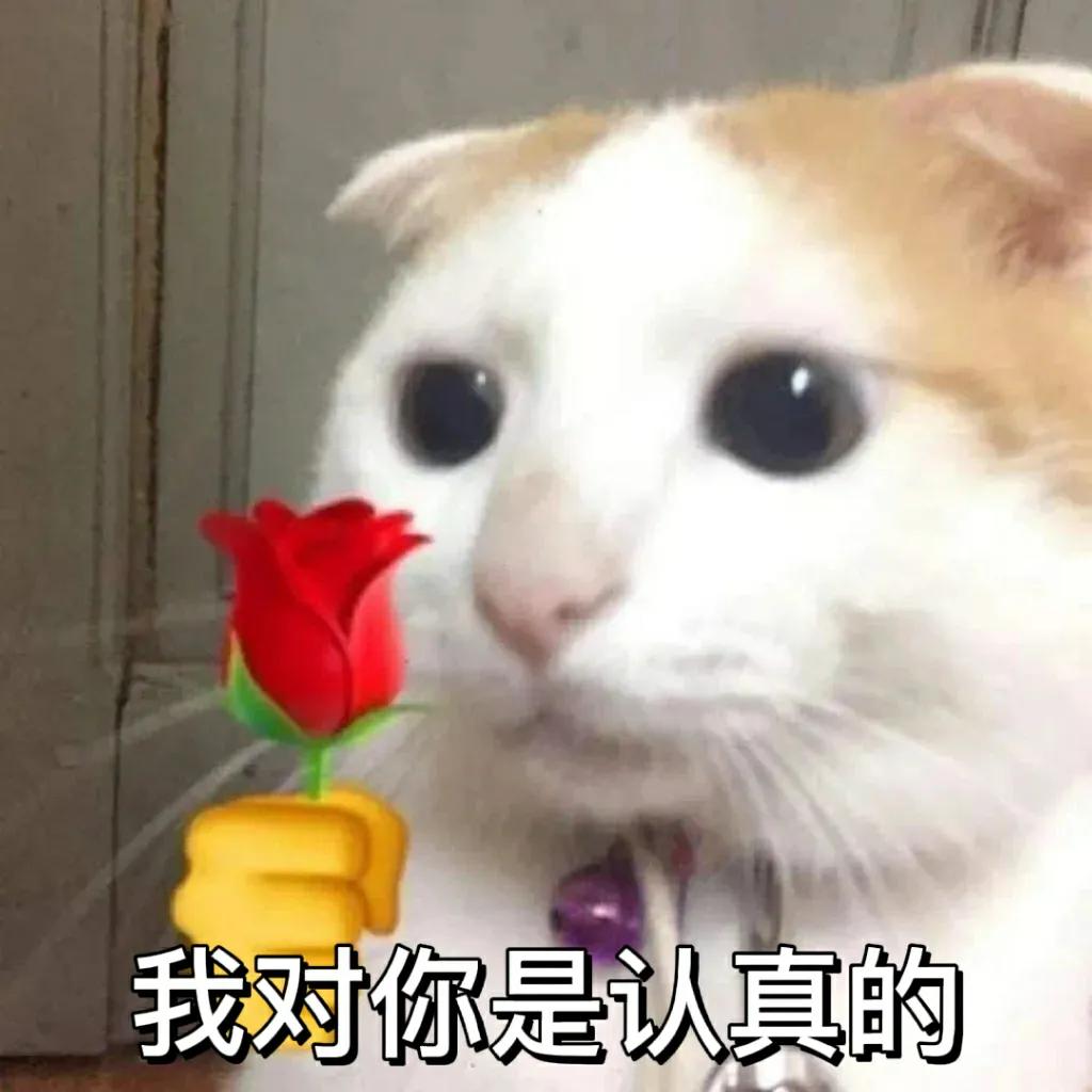 猫咪拿玫瑰示爱表情包图片 眼神骗不了人