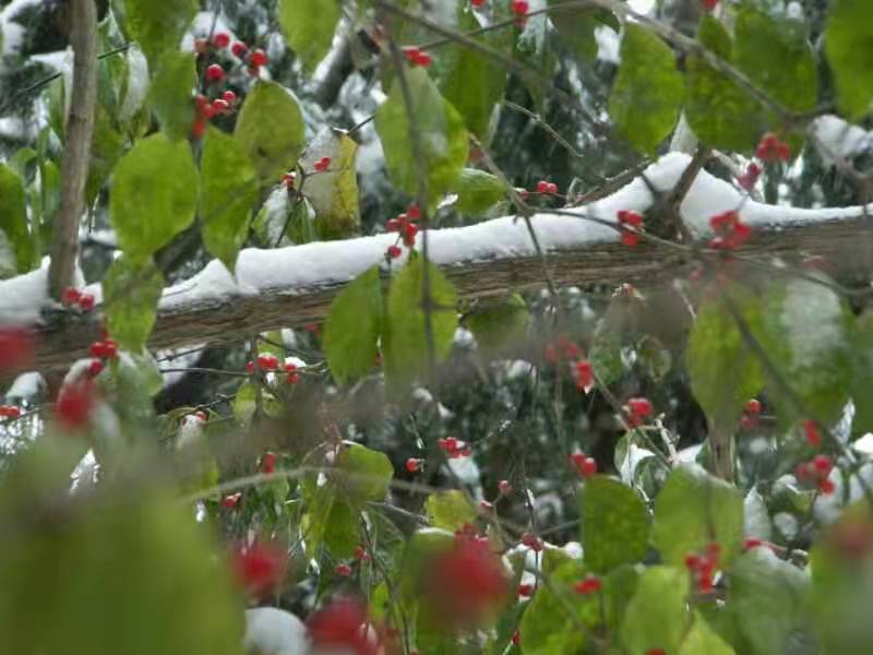寿阳曲·立冬首雪