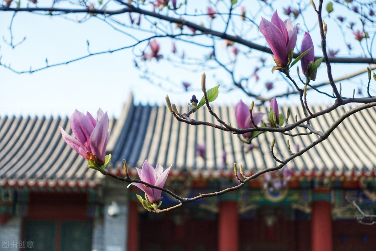 花开一季，最是人间好光景，入眸皆美，入心皆醉