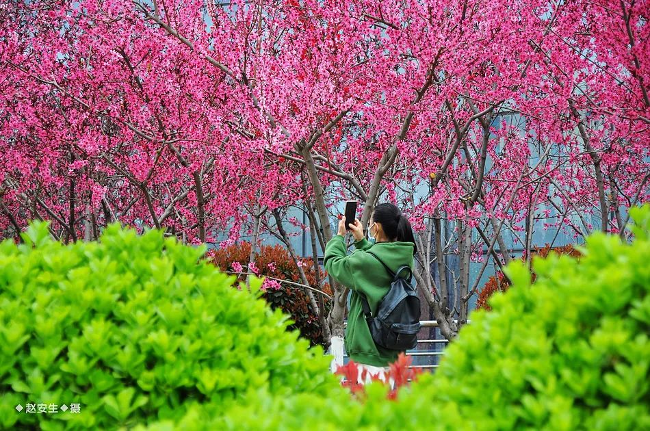 疫情挡不住春天的脚步，小编带你去看古城秦州的春暖花开