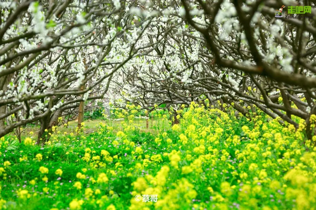 快开啦！这些地方的春景正在悄悄席卷全国，大气又美丽，别错过