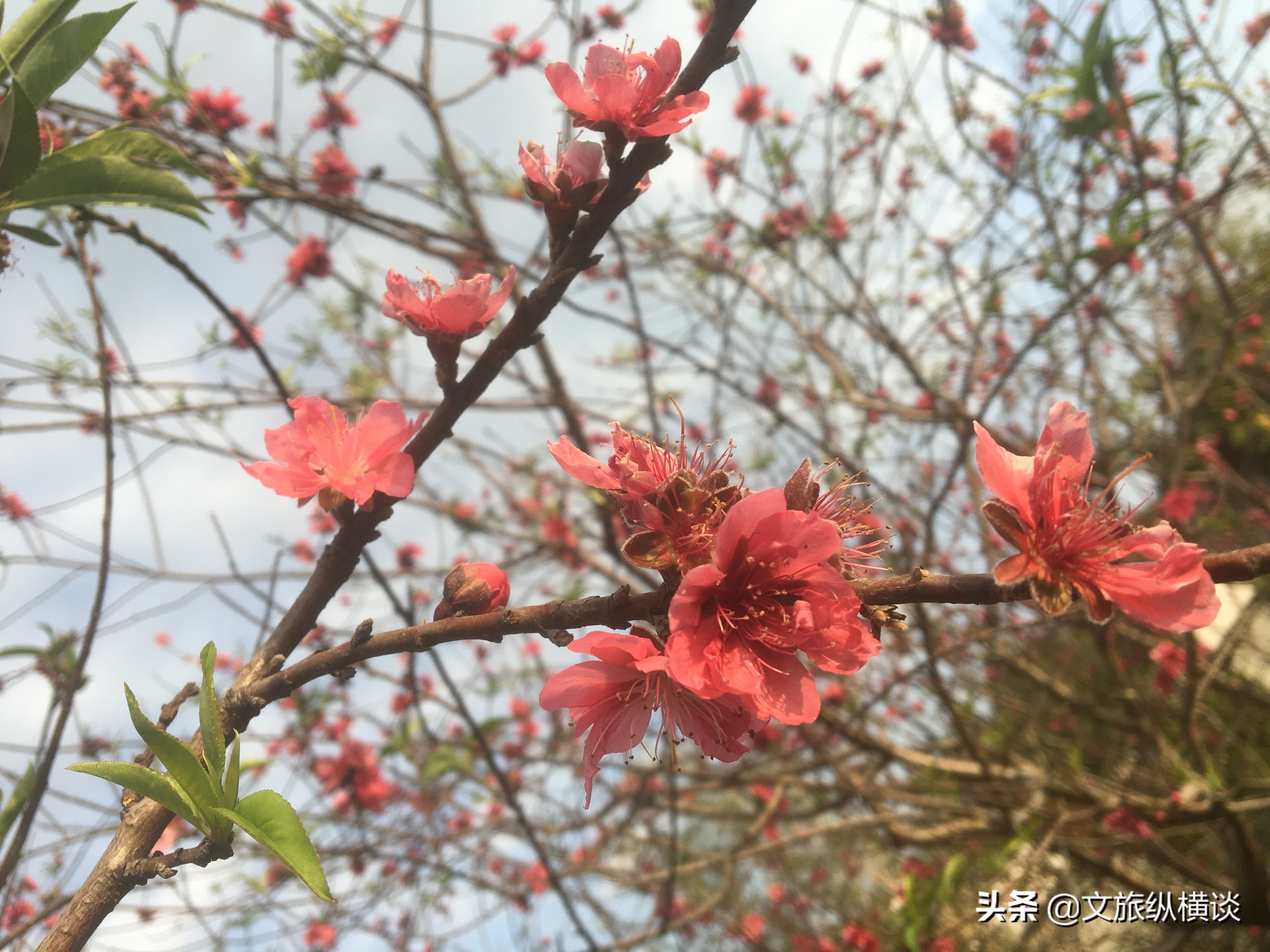 春天里，广州花开叶落，半城花海半城秋