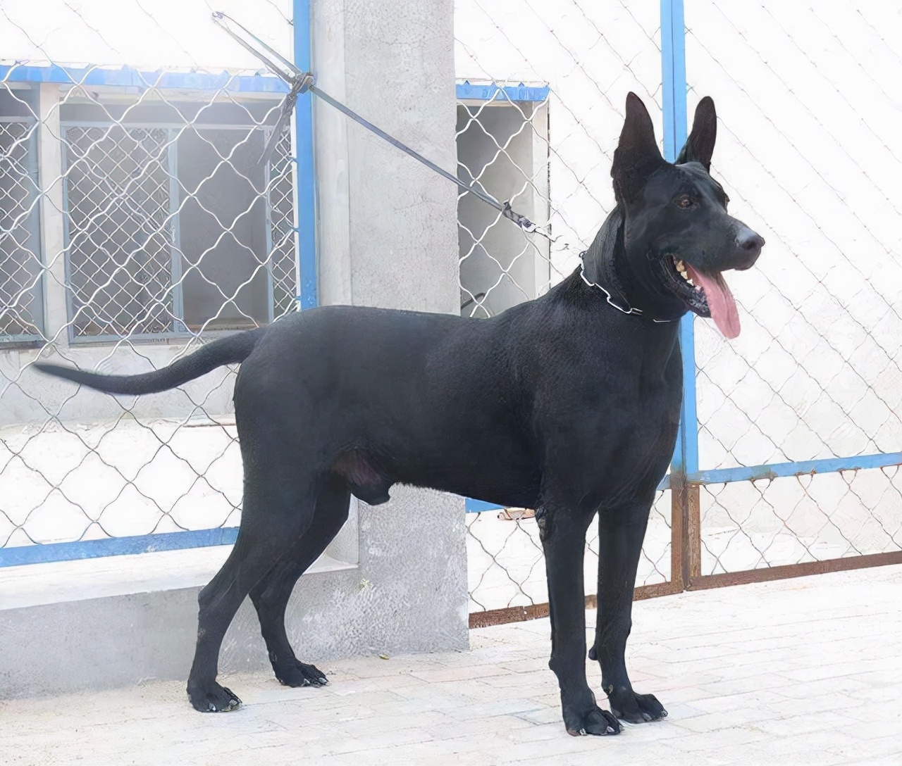黑狼犬生长尺寸表图图片