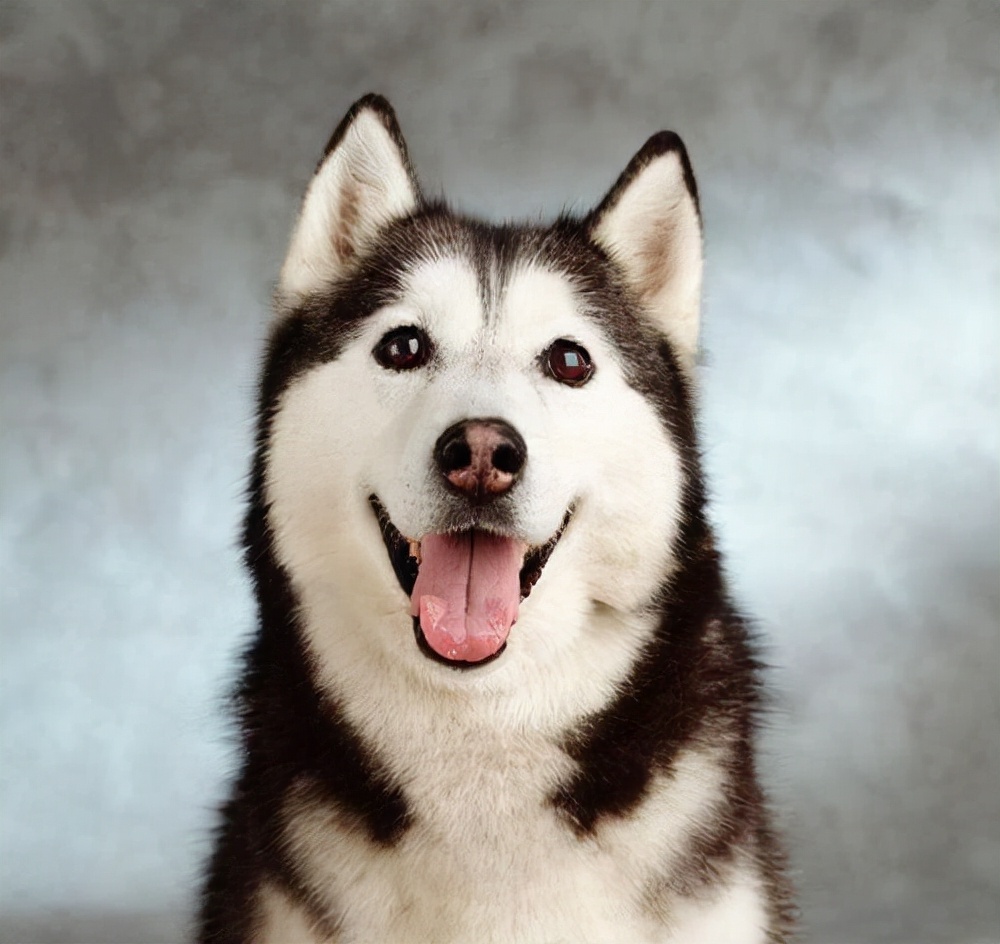 二哈却是这样的,也不是说谈不上帅气但是帅之外还透露着一丝丝的傻气?