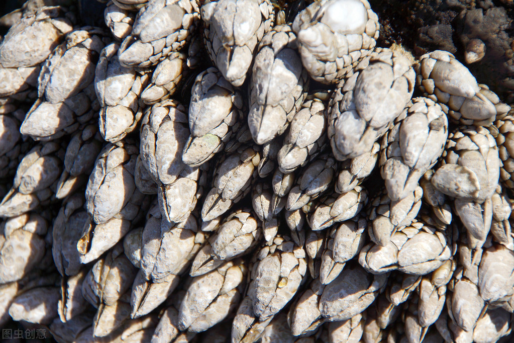 鲸鱼投诉,轮船变重,藤壶为何总让遭人唾弃?藤壶:我只想有个家