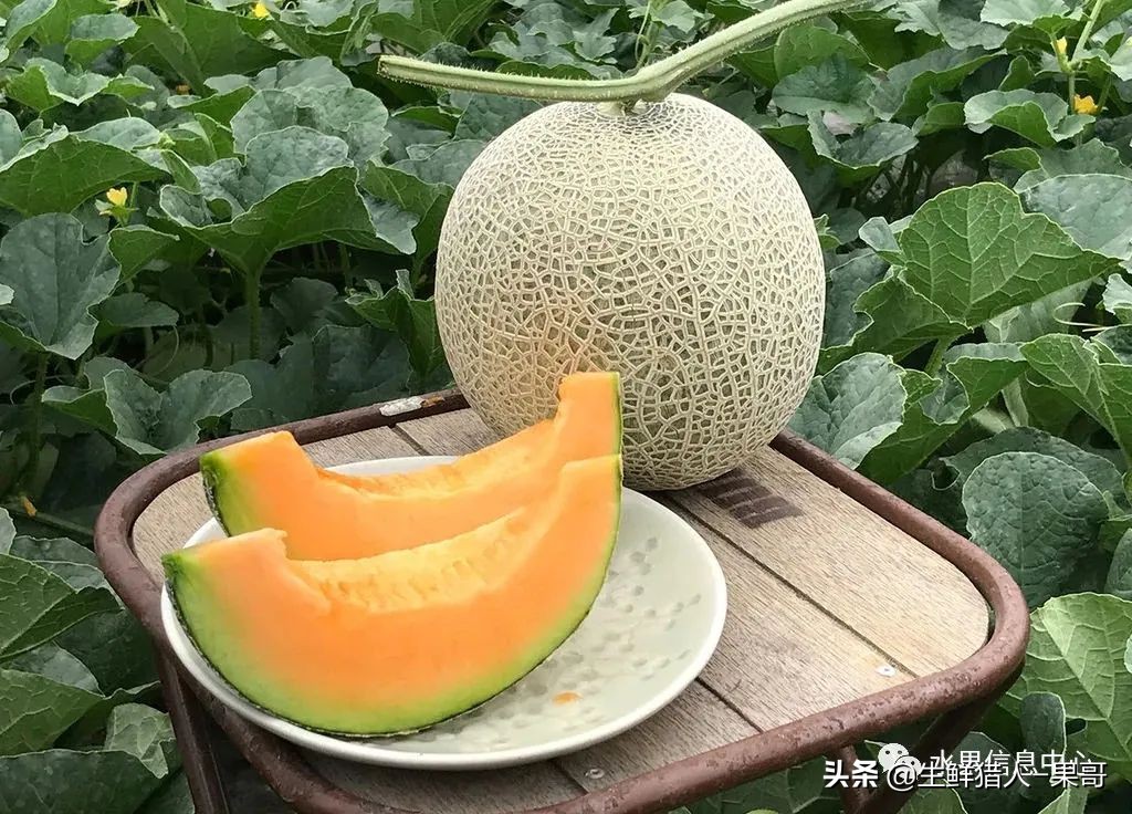 哈密瓜、蜜瓜、网纹瓜、香瓜、羊角蜜傻傻分不清？看完就明白了