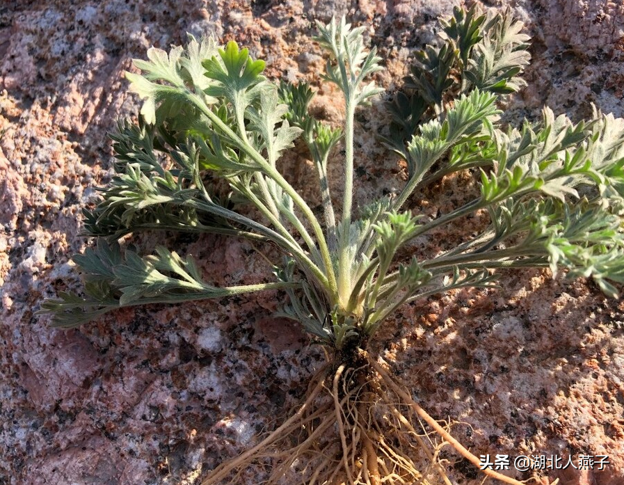 夏季摘野菜，送你61种野菜大图鉴，让你轻松认识各种野菜和吃法