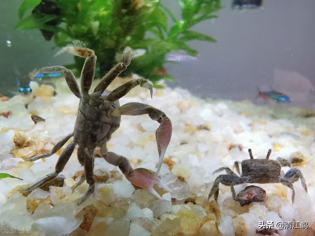 河里的螃蟹是吃什么食物长大的？过好"四关"是成功饲养螃蟹的关键