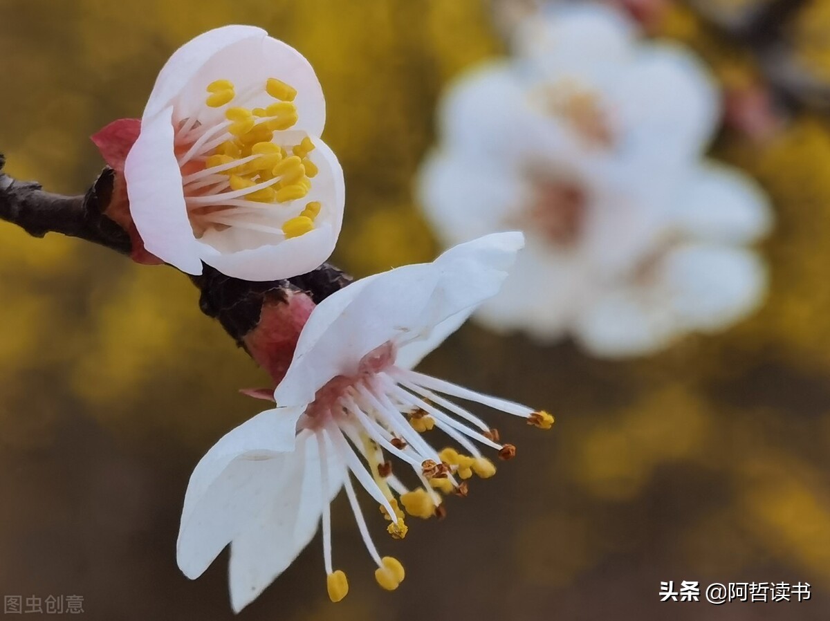 春和景明，文明永远是最美的风景