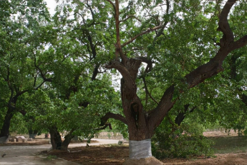 桑树群中有1株桑树比较特殊,它的名字叫"卧龙桑",整个树干趴卧在地上