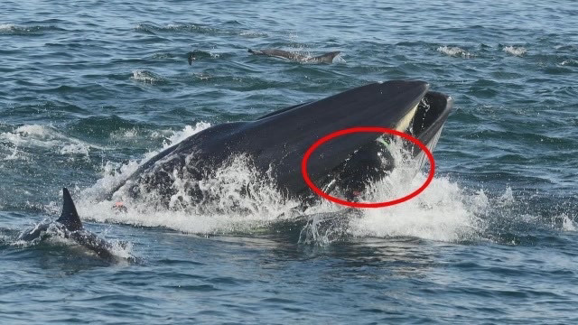 人如果被鲸鱼吞掉,用一把锋利的刀可以逃出来吗?