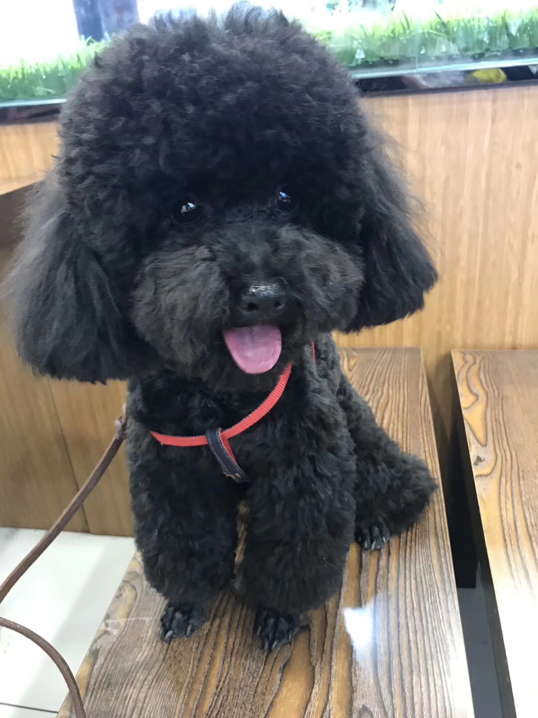 为什么很少人养"黑泰迪"?原来跟这几点有关