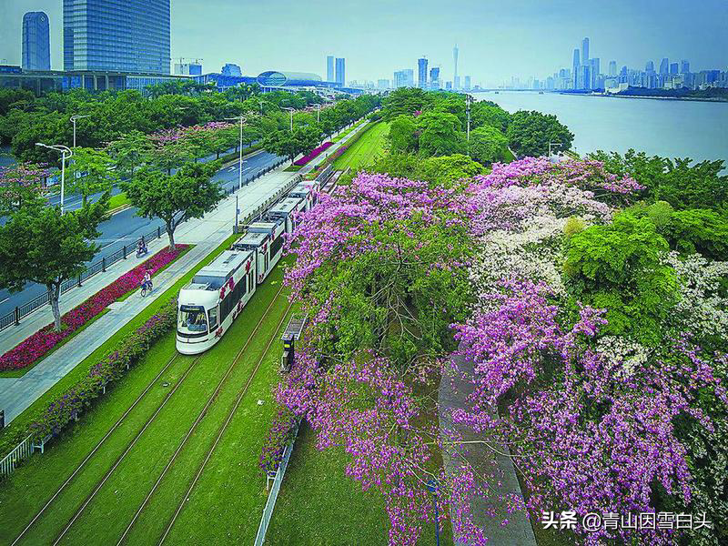 农村栽什么树最有前景？美国红枫还能种吗？（附品种推荐表）