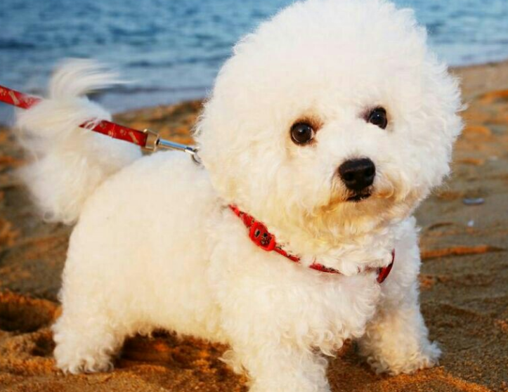 比熊犬能活几年?有这几个迹象的它,已经算老年狗了