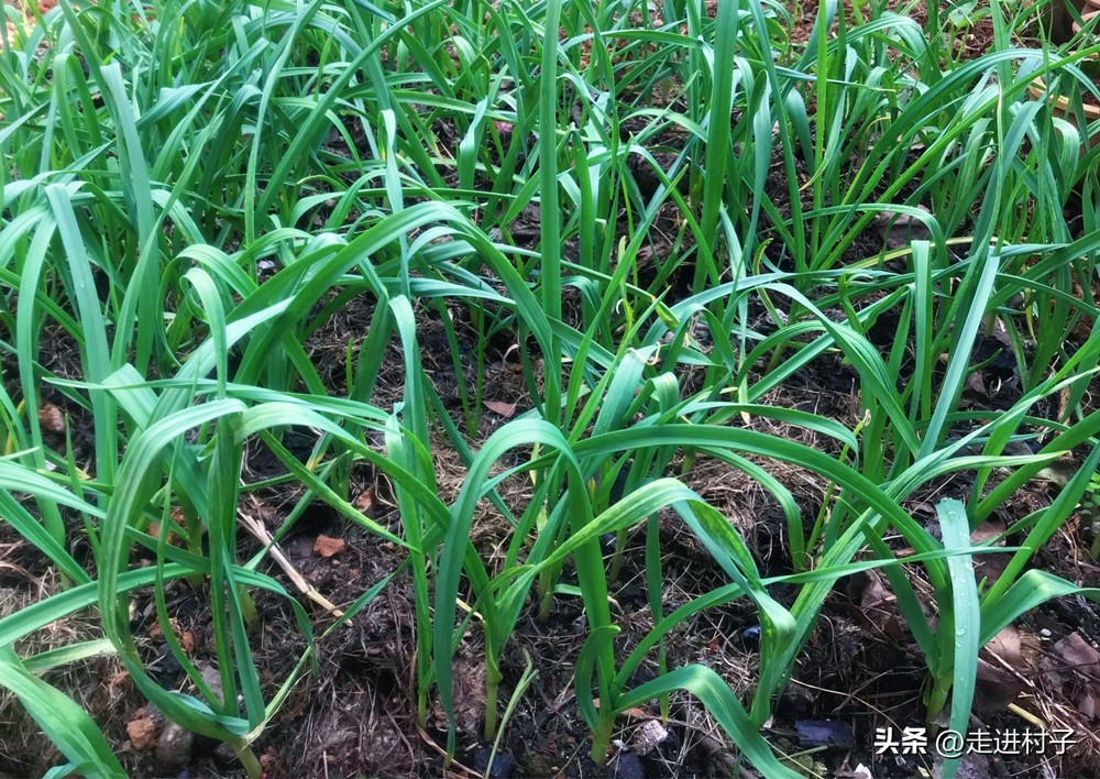 土壤的酸鹼,定期淋灌有益菌液體肥和枯草芽孢桿菌溶液,蒜苗既不生病