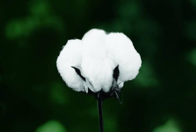 棉布如何导致亡国？害惨黑人的为何是印度？