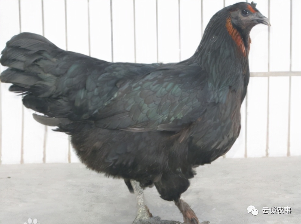 (泸宁鸡)(旧院黑鸡)(米易鸡)(石棉草科鸡)(凉山崖鹰鸡)(兴文乌骨鸡)