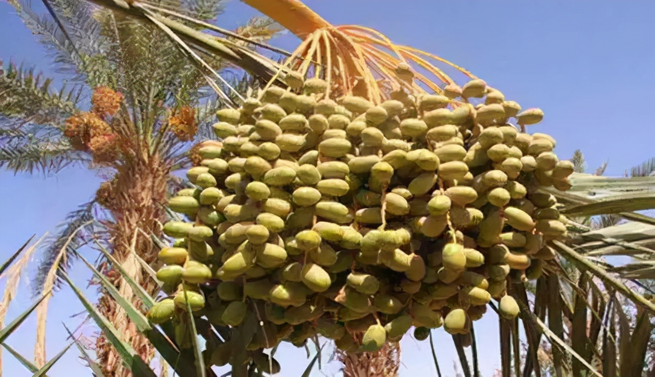 椰枣图片阿联酋向中国捐赠首批1500棵椰枣树苗