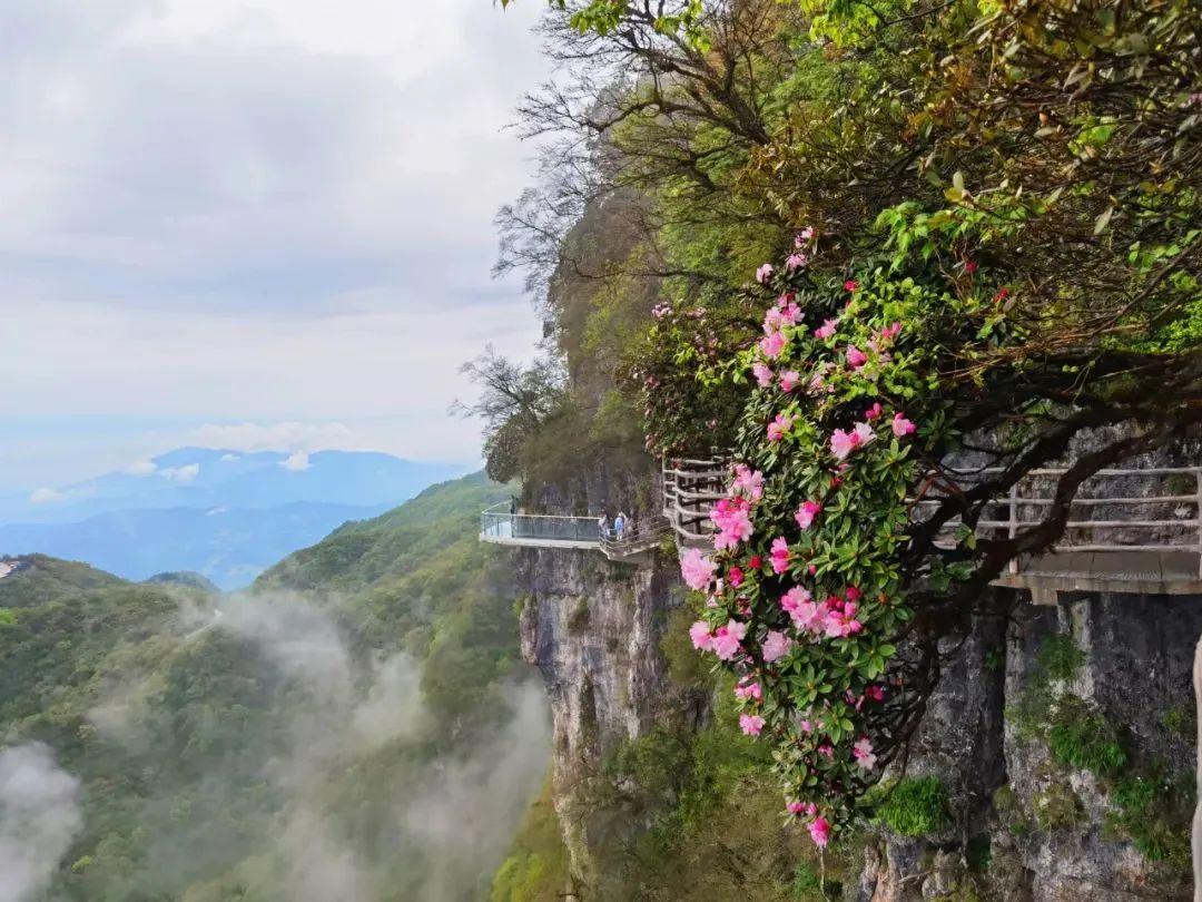 醉美拍點(diǎn)推薦 | 壯美！陜西南鄭油菜花海登陸央視新聞“春天里的中國”