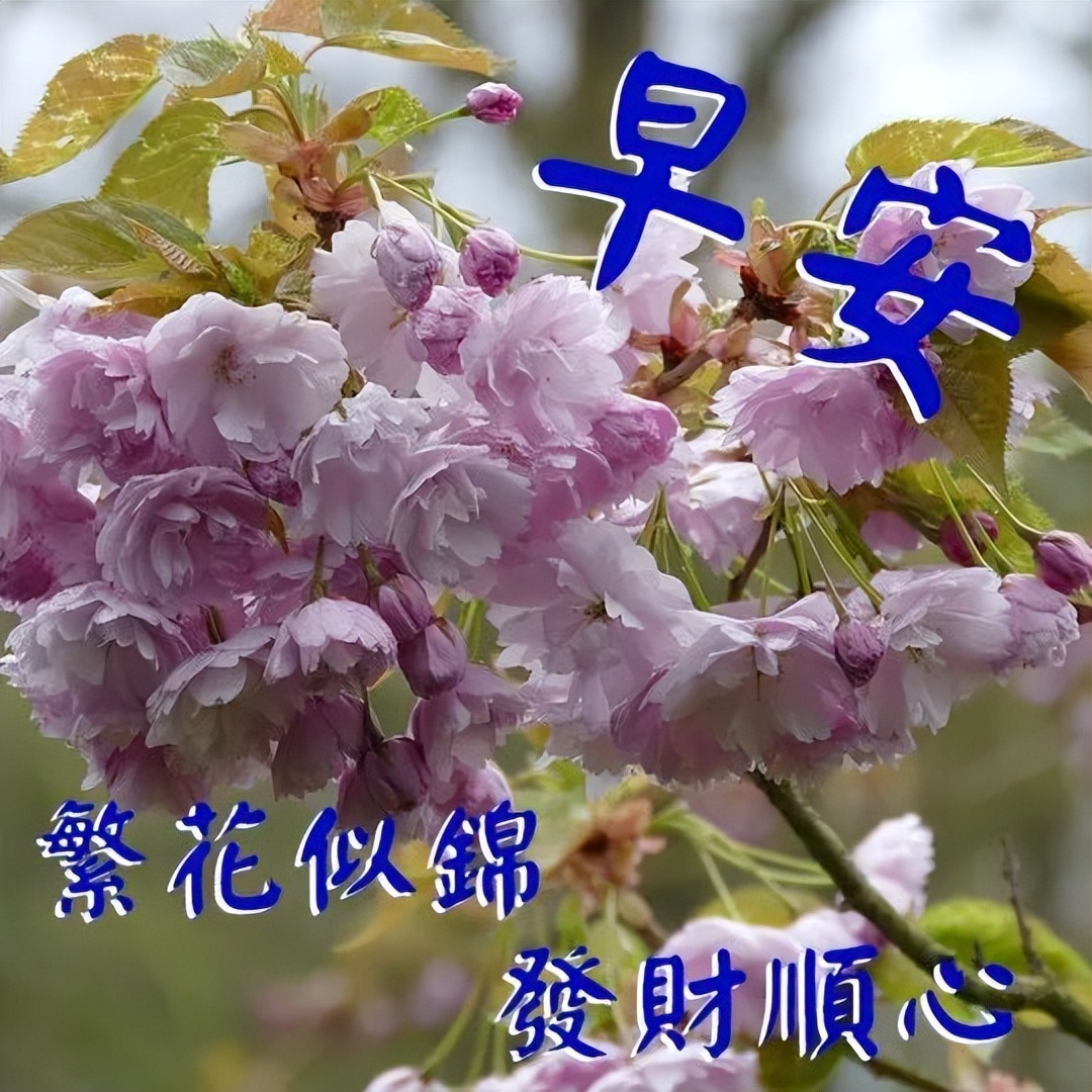 周三经典早安吉祥问候语动态表情包 繁花似锦、发财顺心图片