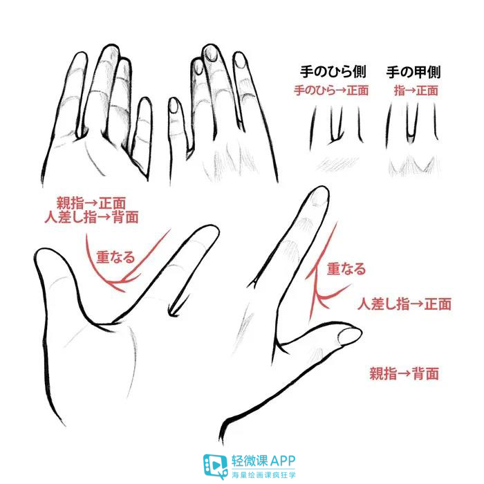 如何绘画手部？手部绘画教程