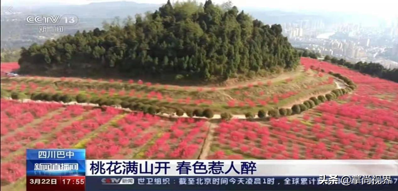 巴山草鹅向天歌：“养鹅”除草荒、“破茧”成产业