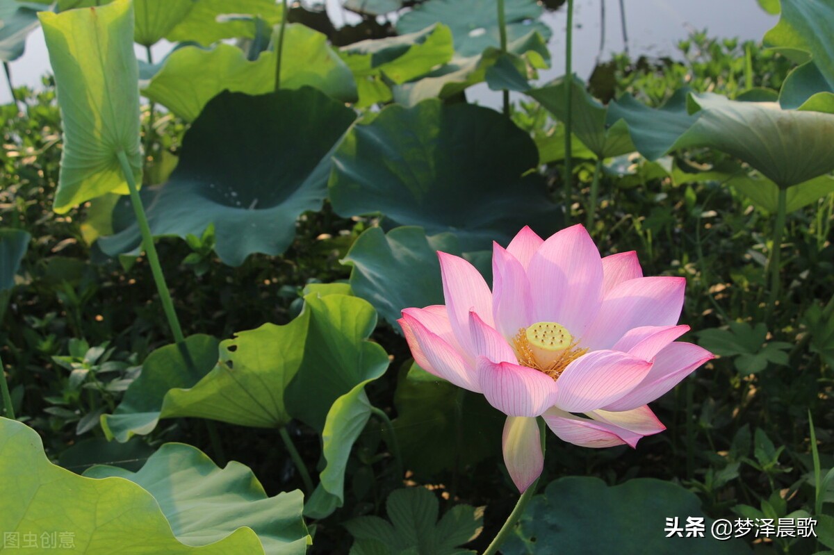 老有所乐 银发舞动 云梦城关镇老年大学建新社区学习点舞蹈班开班了