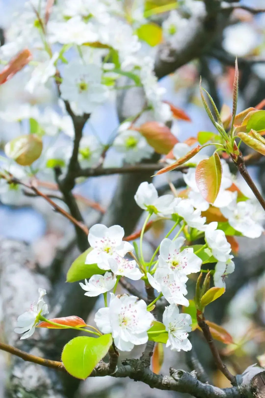 百花深处是庐江，邀您云赏春日梨花