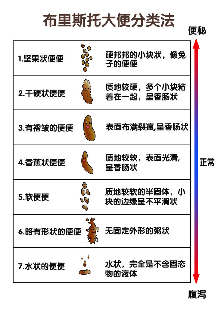 大便结构图图片