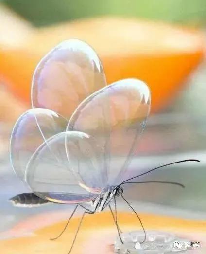 但是野生的光明女神闪蝶十分稀少玫瑰水晶眼蝶:67这是一种分布于
