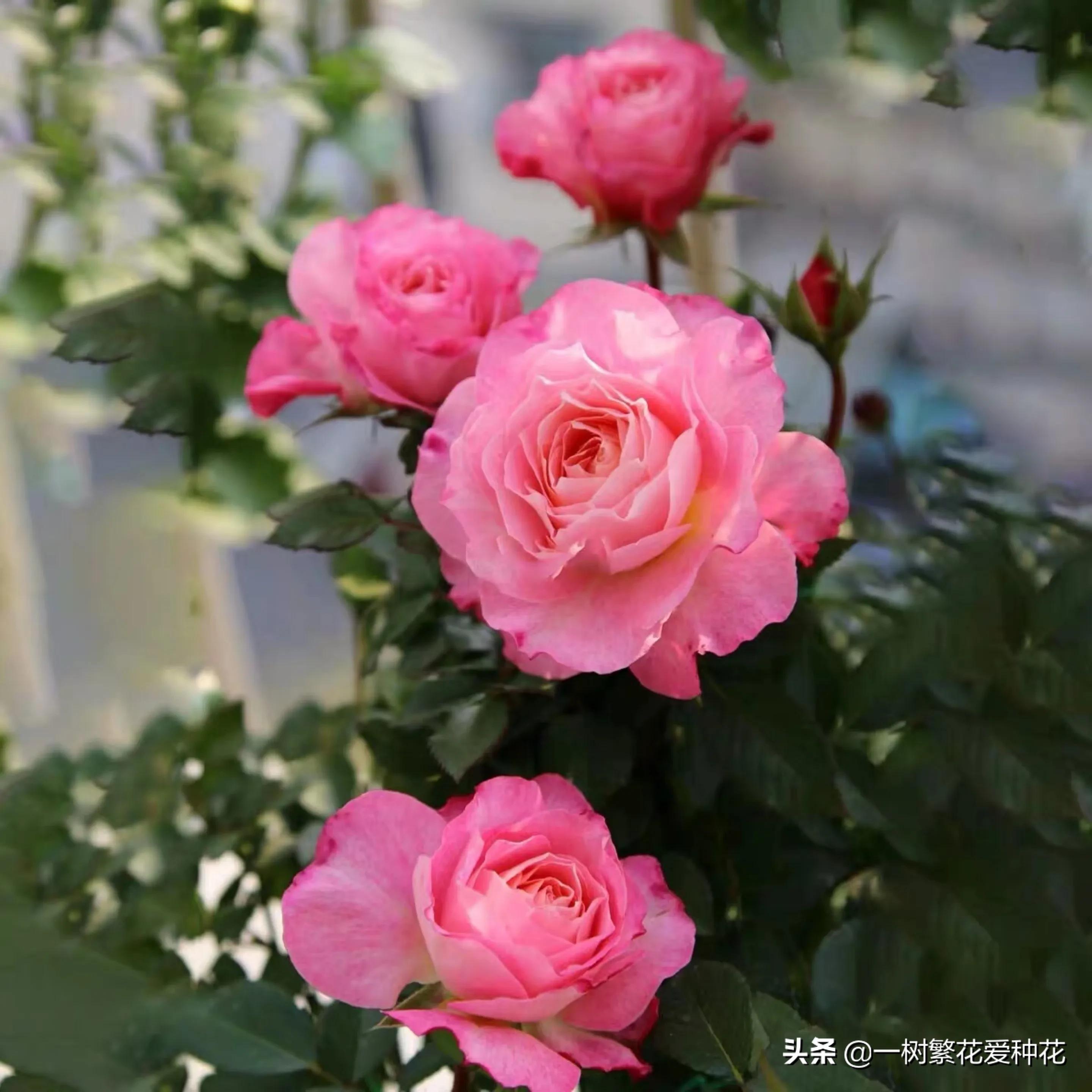 21种我最喜欢的月季，藤本微月灌木一网大全，说说养过的真实感受
