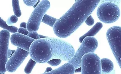 宇宙也杀不死的十大生物：“长生不死”活上亿年，脑袋没了也能活