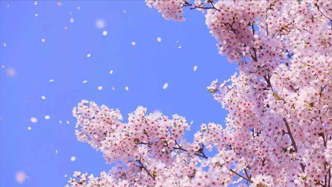 12首关于樱花的古诗词：樱花烂漫，堆云叠雪，千株万片绕林垂