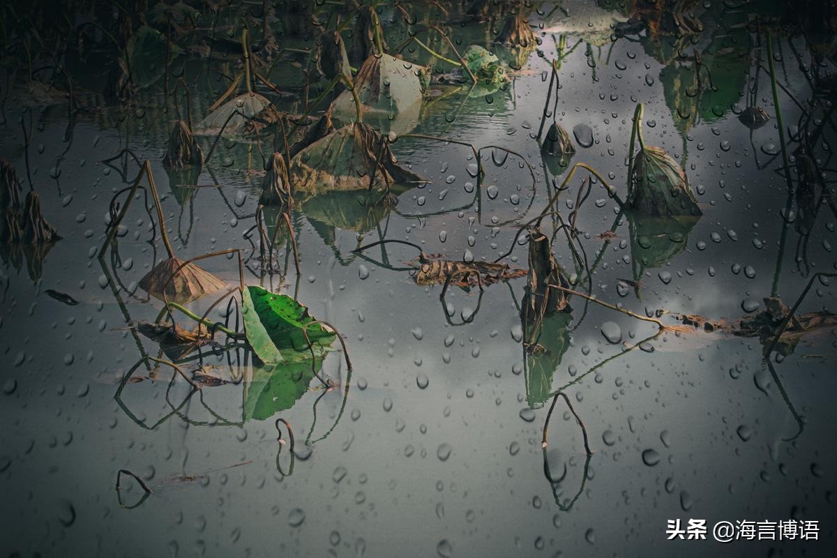 庆儿心语~离落别情晚，听荷诉衷情