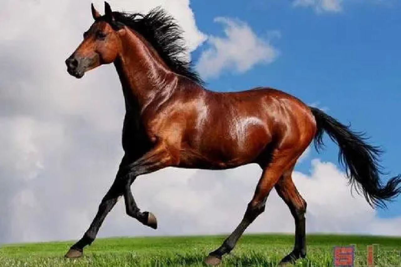 世界名马-摩根马