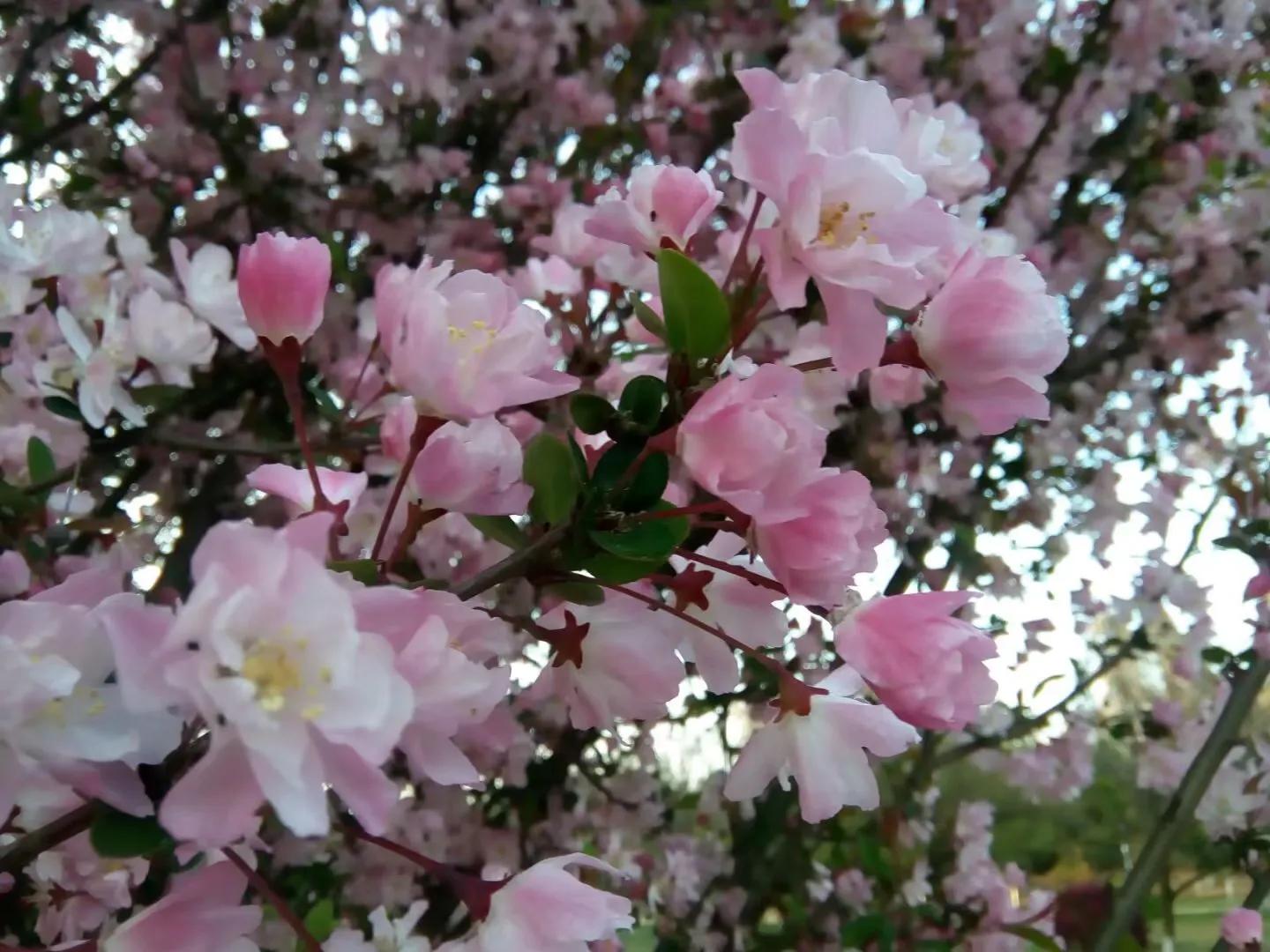 “待到春暖花开日，就是我们见面之时”