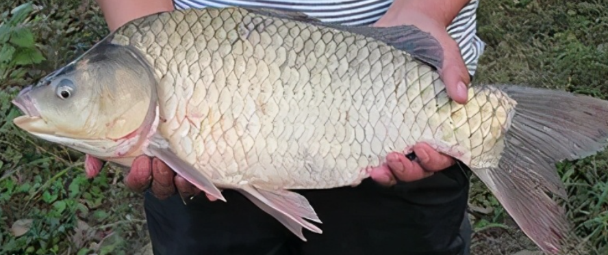 鲤鲫鱼与鲫鱼区别图片(鲫鱼有几种) - 赤虎壹号