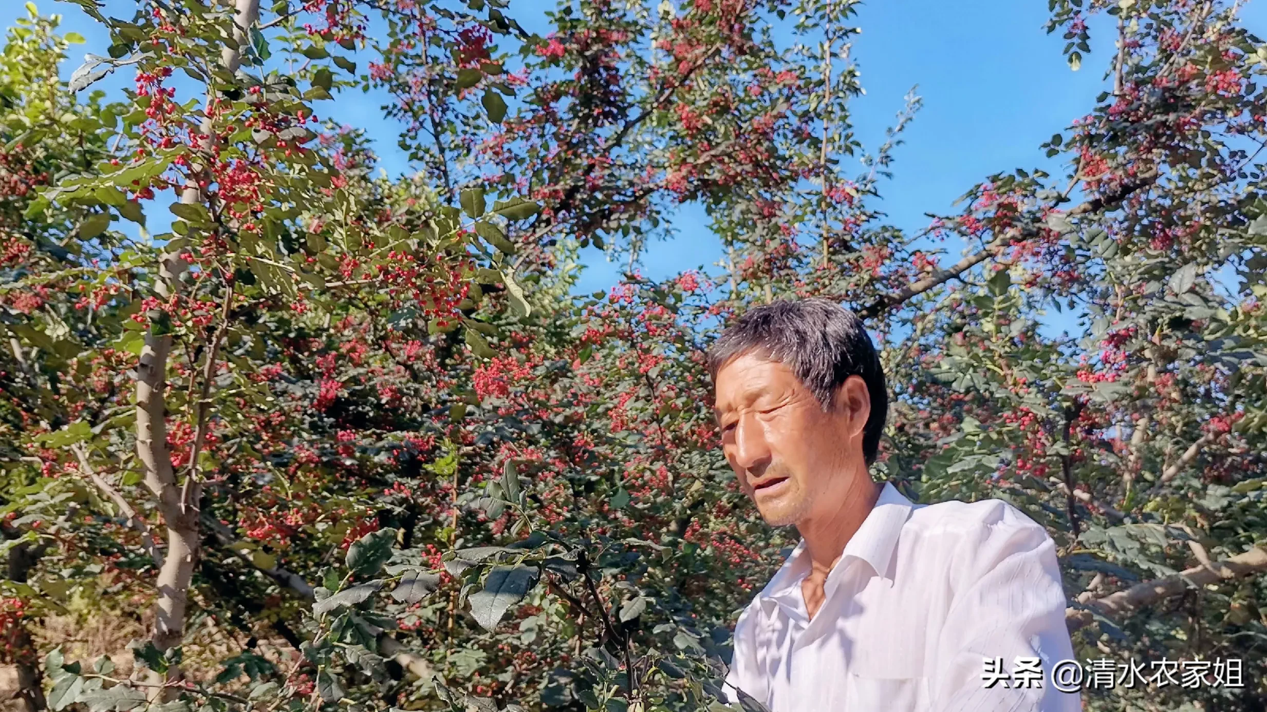 甘肃天水1斤大红袍花椒网上发86.9元，是不是要价太狠？来听清水农家姐算算细