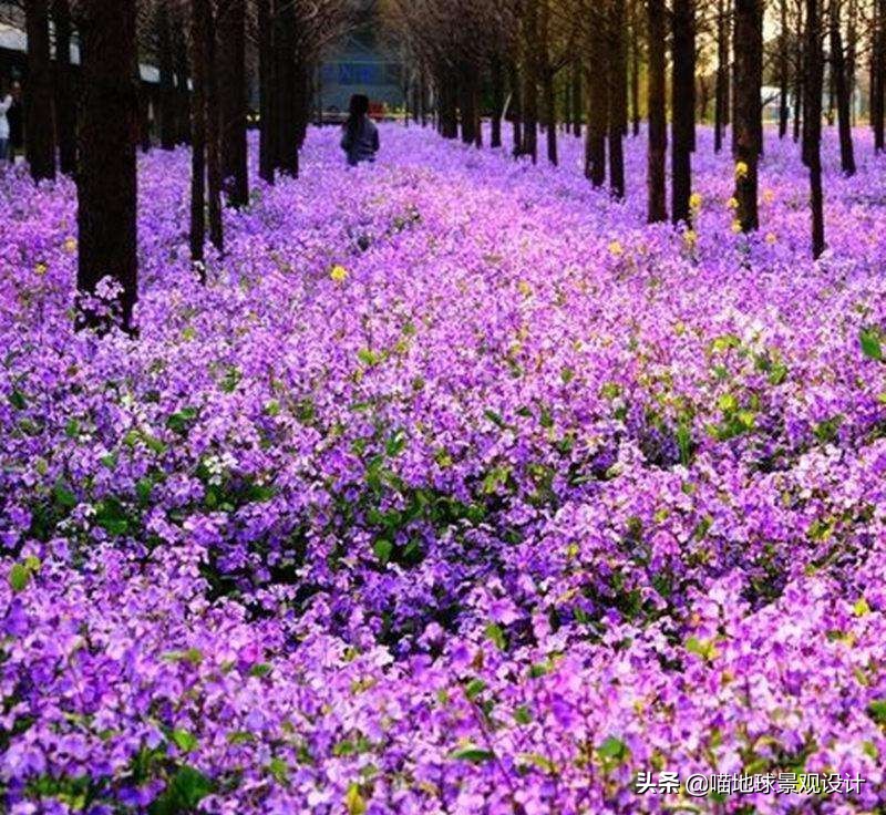 阔叶麦冬图片（20种适合山东地区种植的草坪）