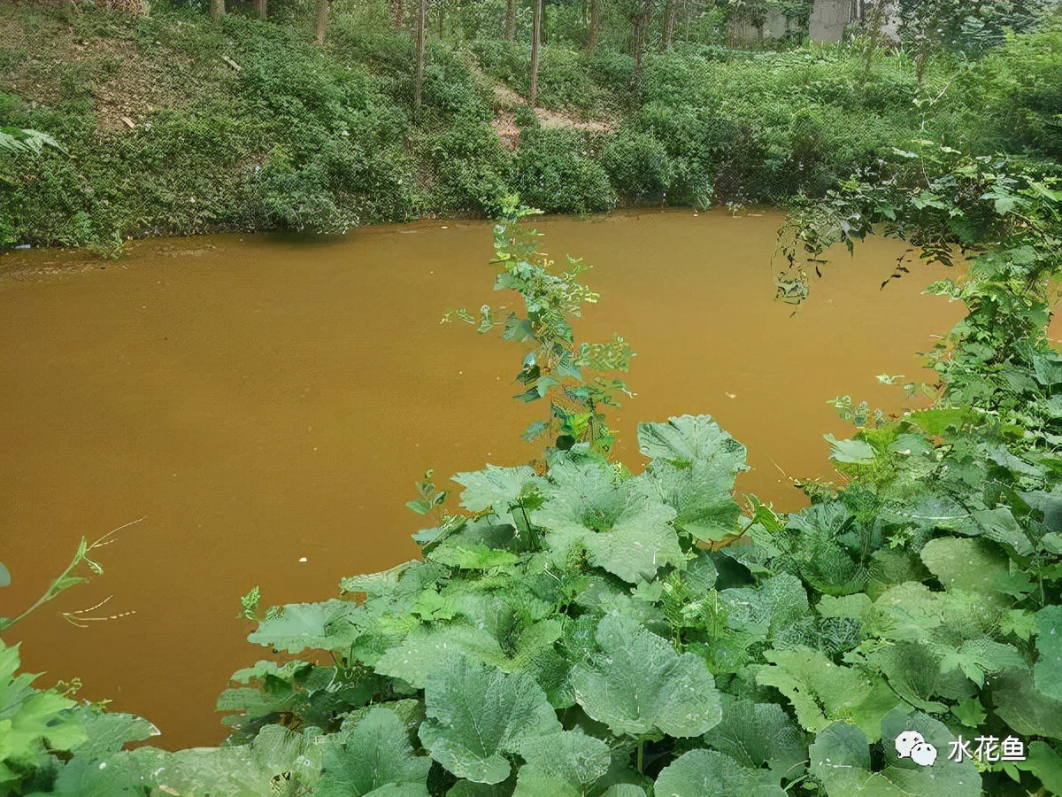 水生浮游生物(浮游植物和浮游動物)對魚類和水環(huán)境的作用與影響