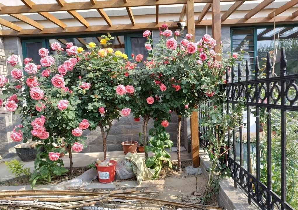 月季花是我国的传统名花,有很悠久的栽培历史,可以打造出各种花境,花