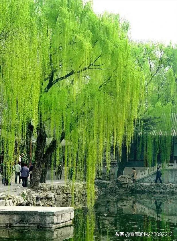 翠柳如荫_晶羽科技